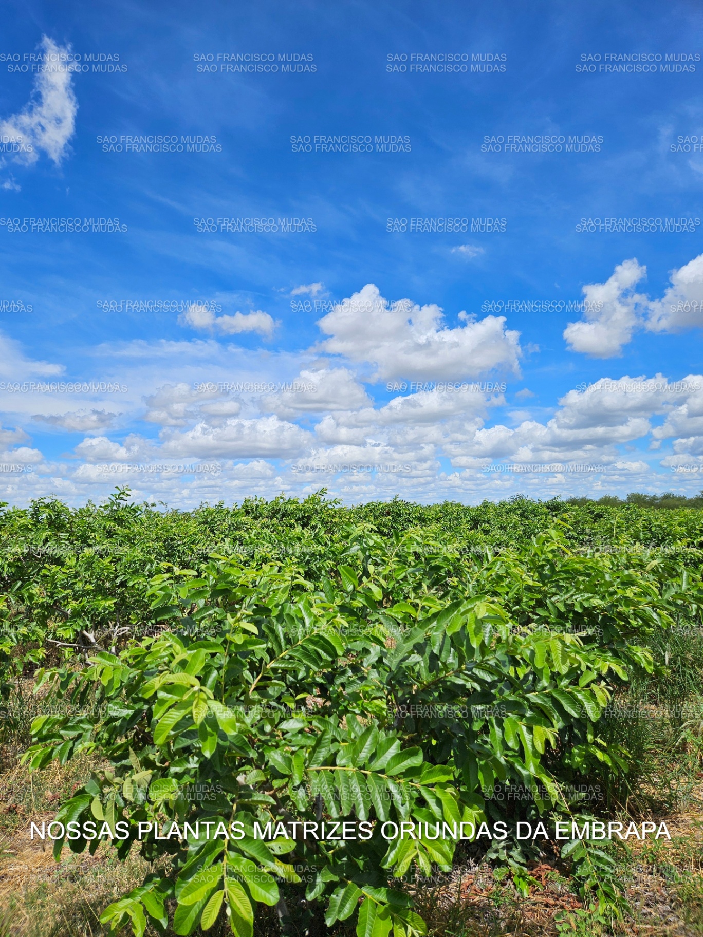 Vista panorâmica da plantação