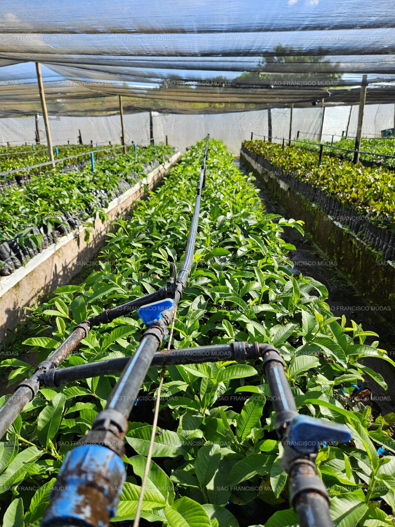 Sistema de irrigação no viveiro