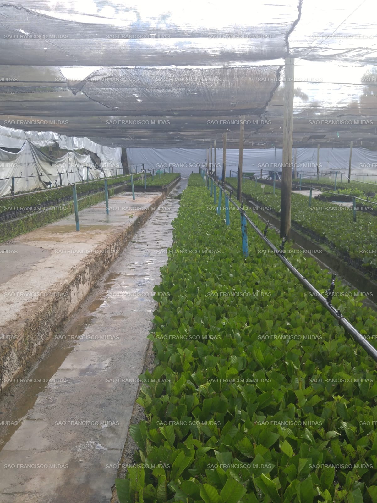 Estrutura do viveiro com mudas