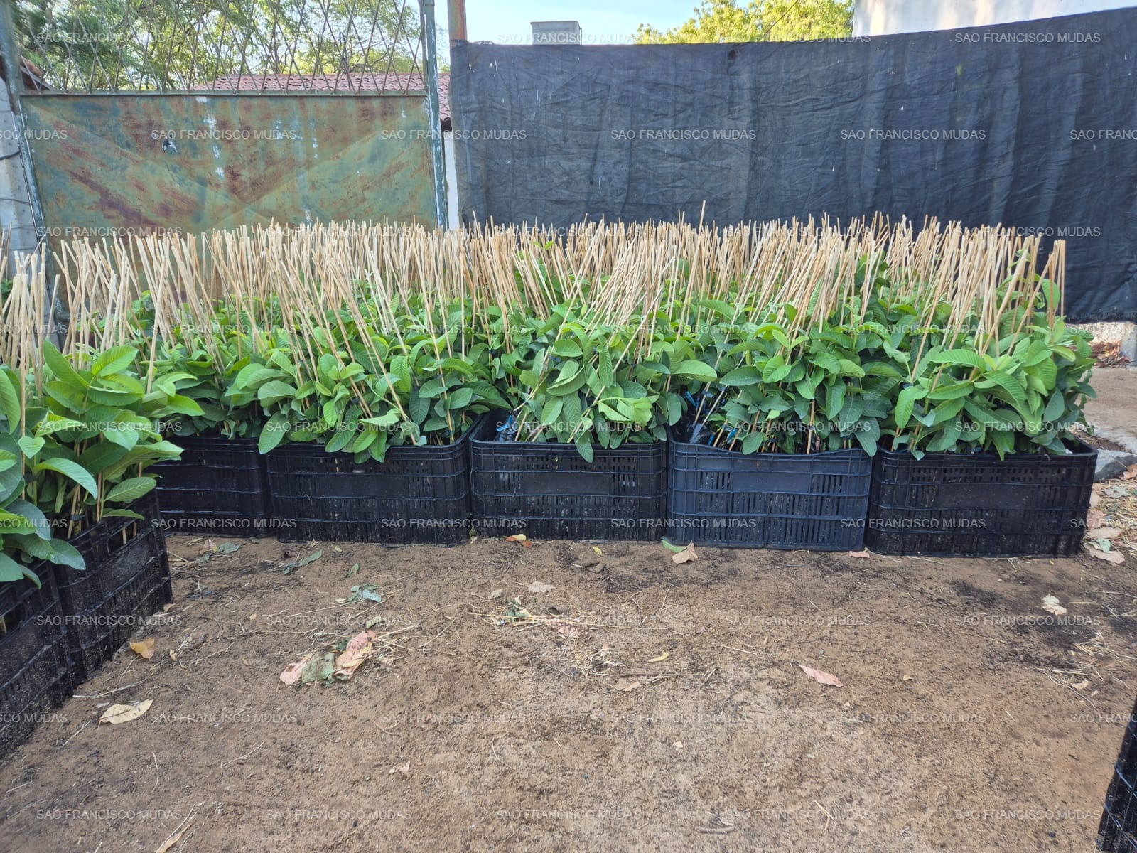 Lote de mudas preparadas