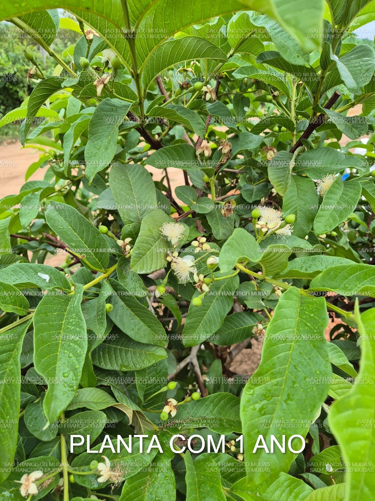 Goiabeira Paluma com 1 ano de plantio em fase de floração