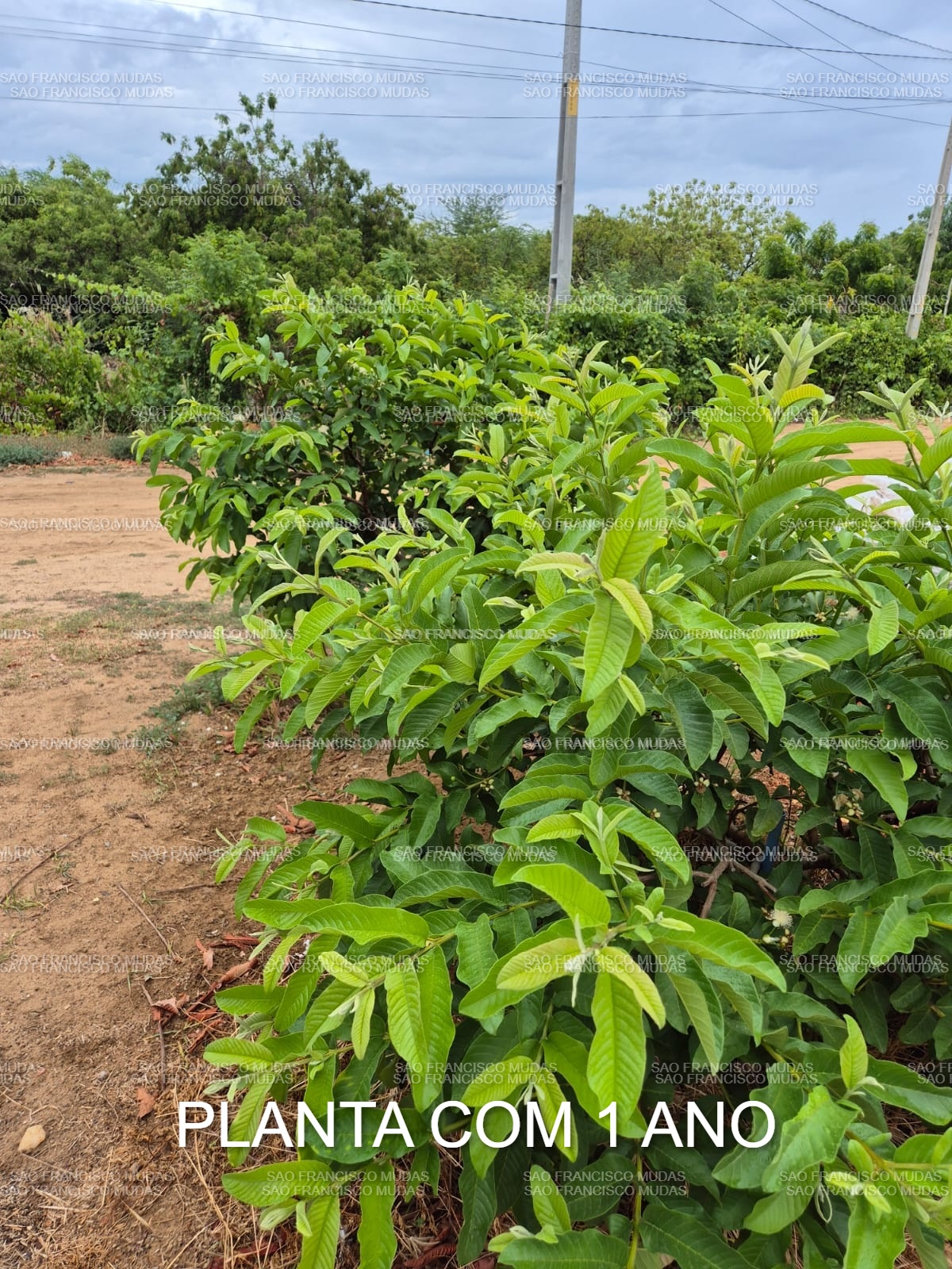 Planta adulta com 1 ano