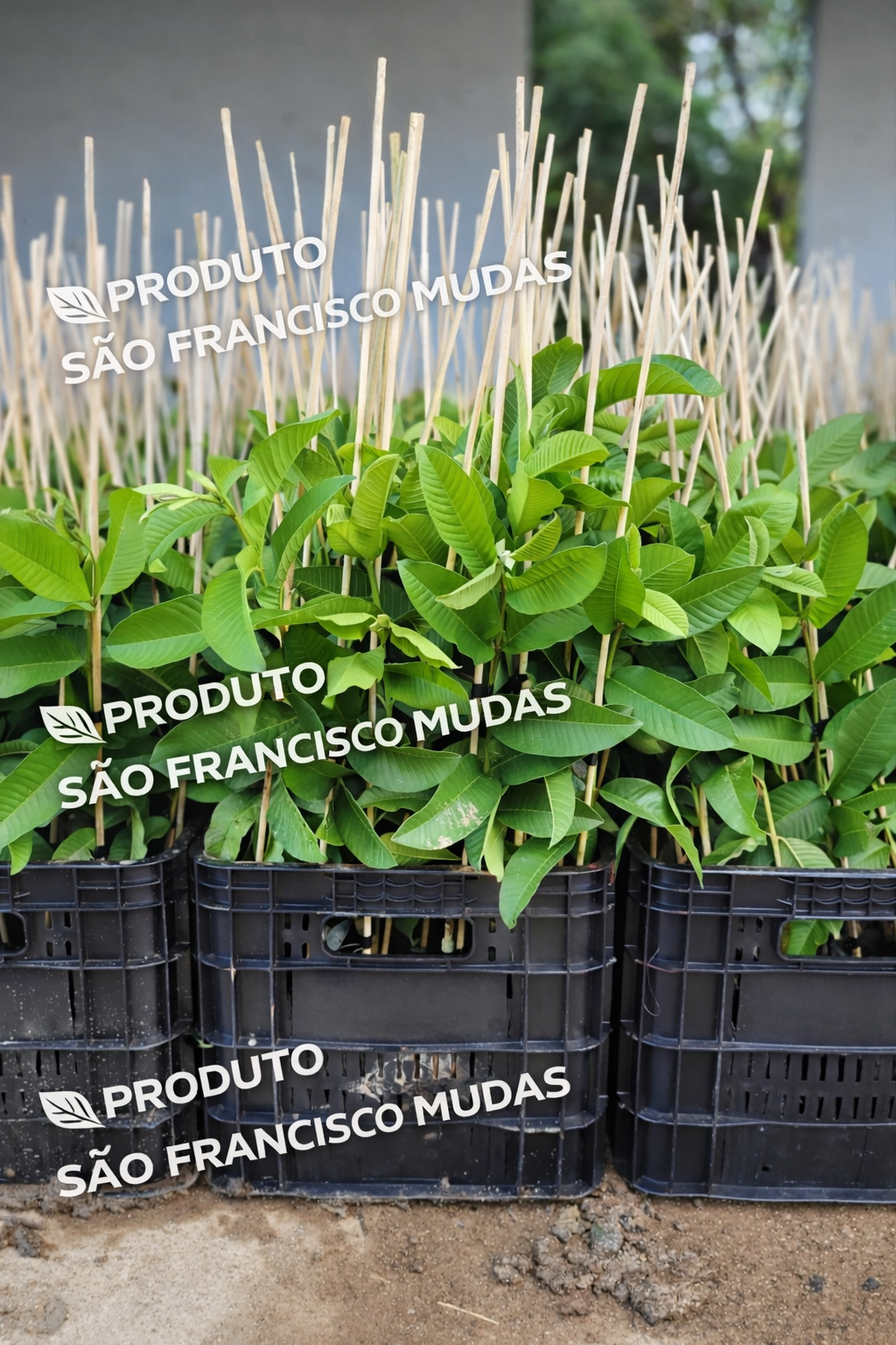 Caixas de mudas de goiabeira prontas pra envio