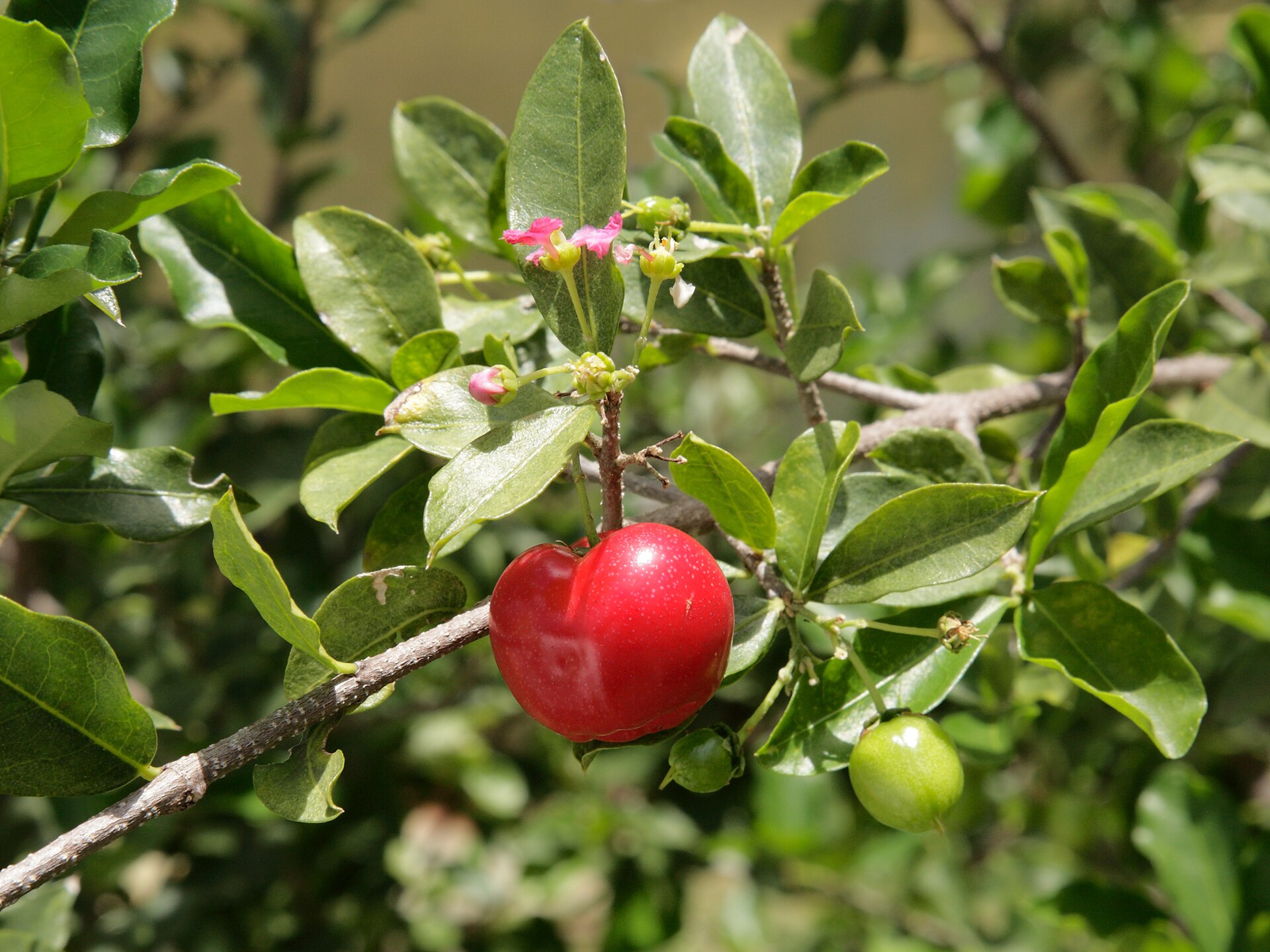 Frutos vermelhos de acerola em ramo