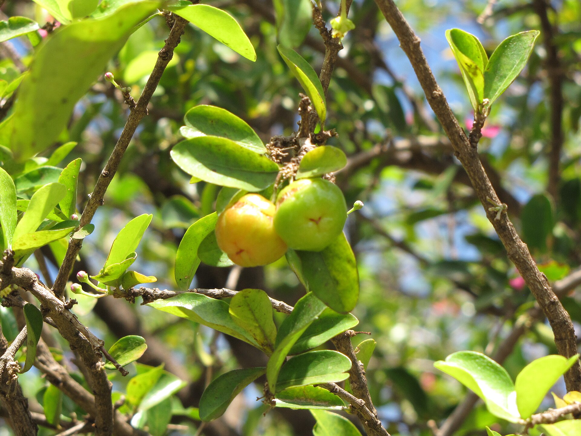 Frutos de acerola amadurecendo no ramo
