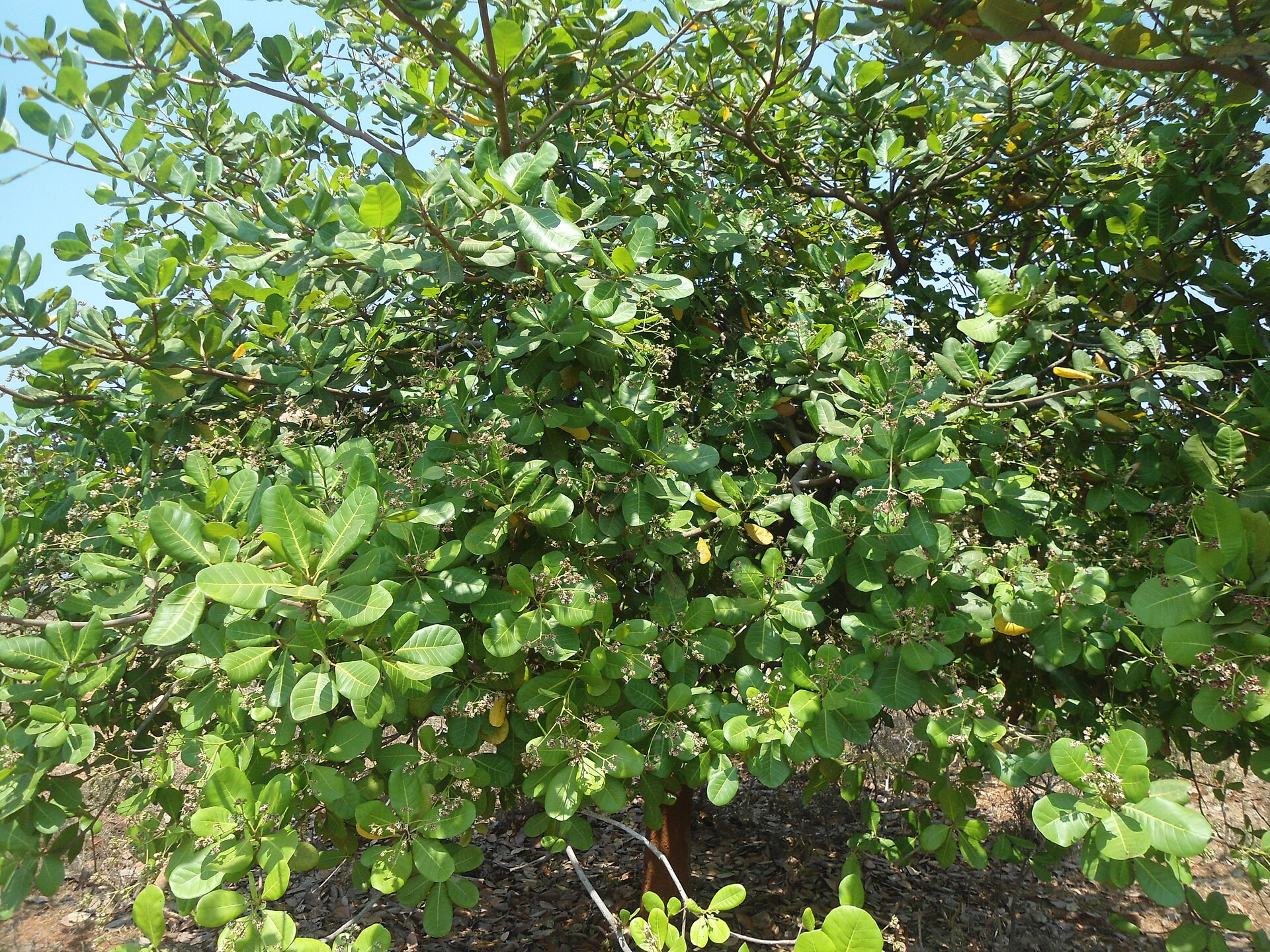Cajueiro adulto cultivado em pomar