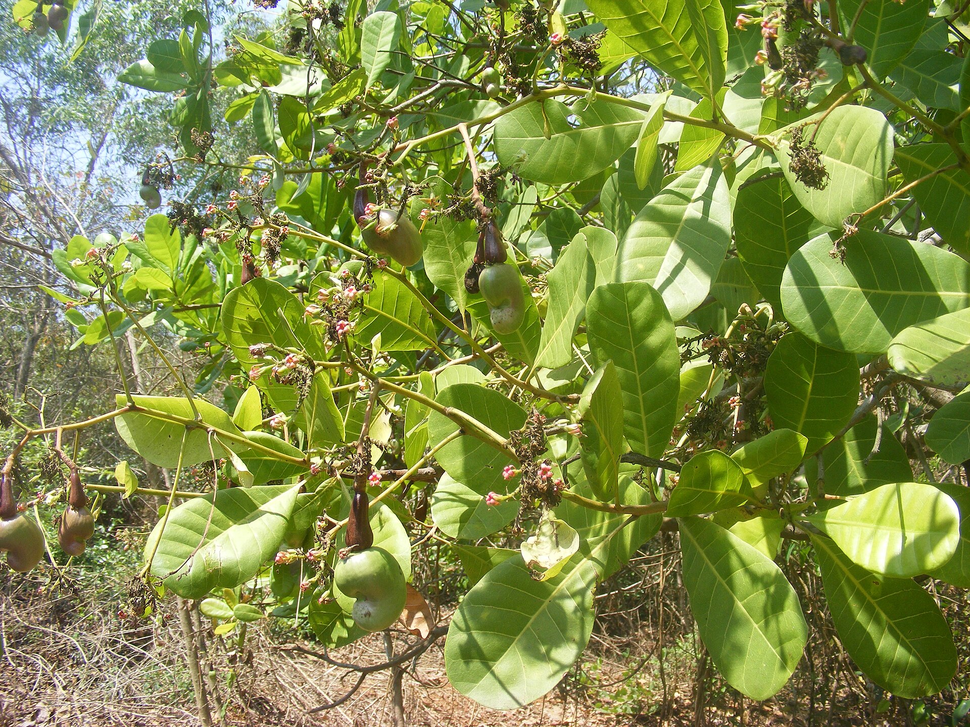 Cajueiro adulto com cajus verdes