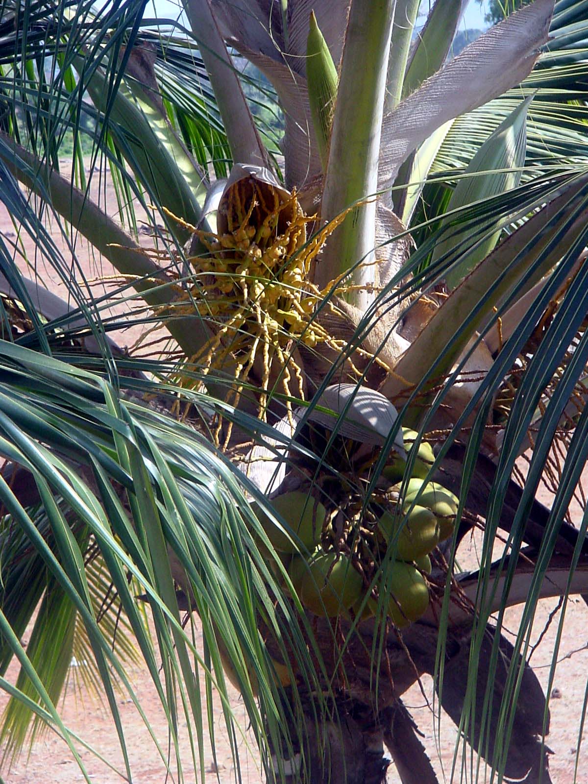 Cacho de cocos verdes no coqueiro