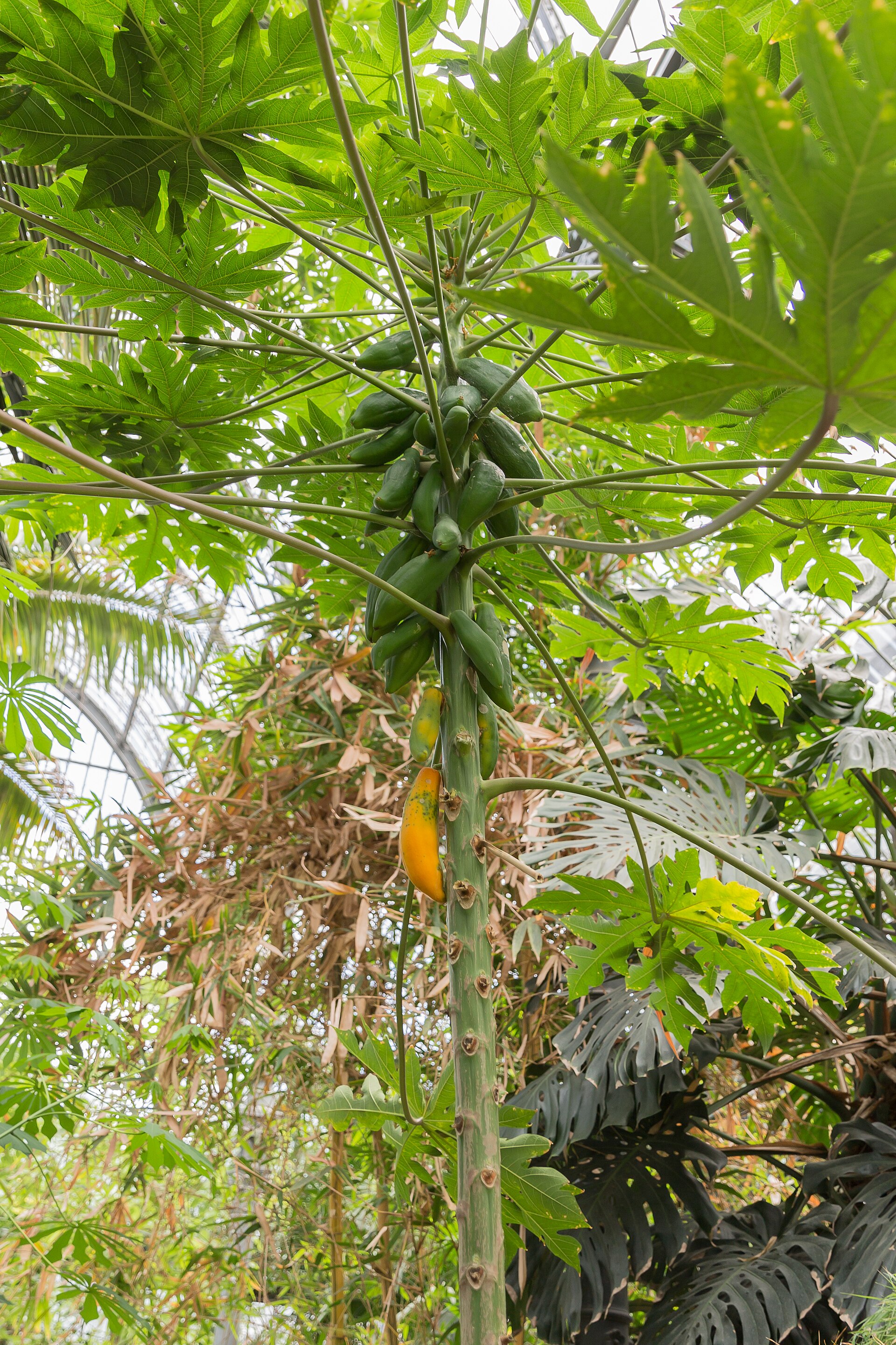Mamoeiro adulto com cacho denso de frutos