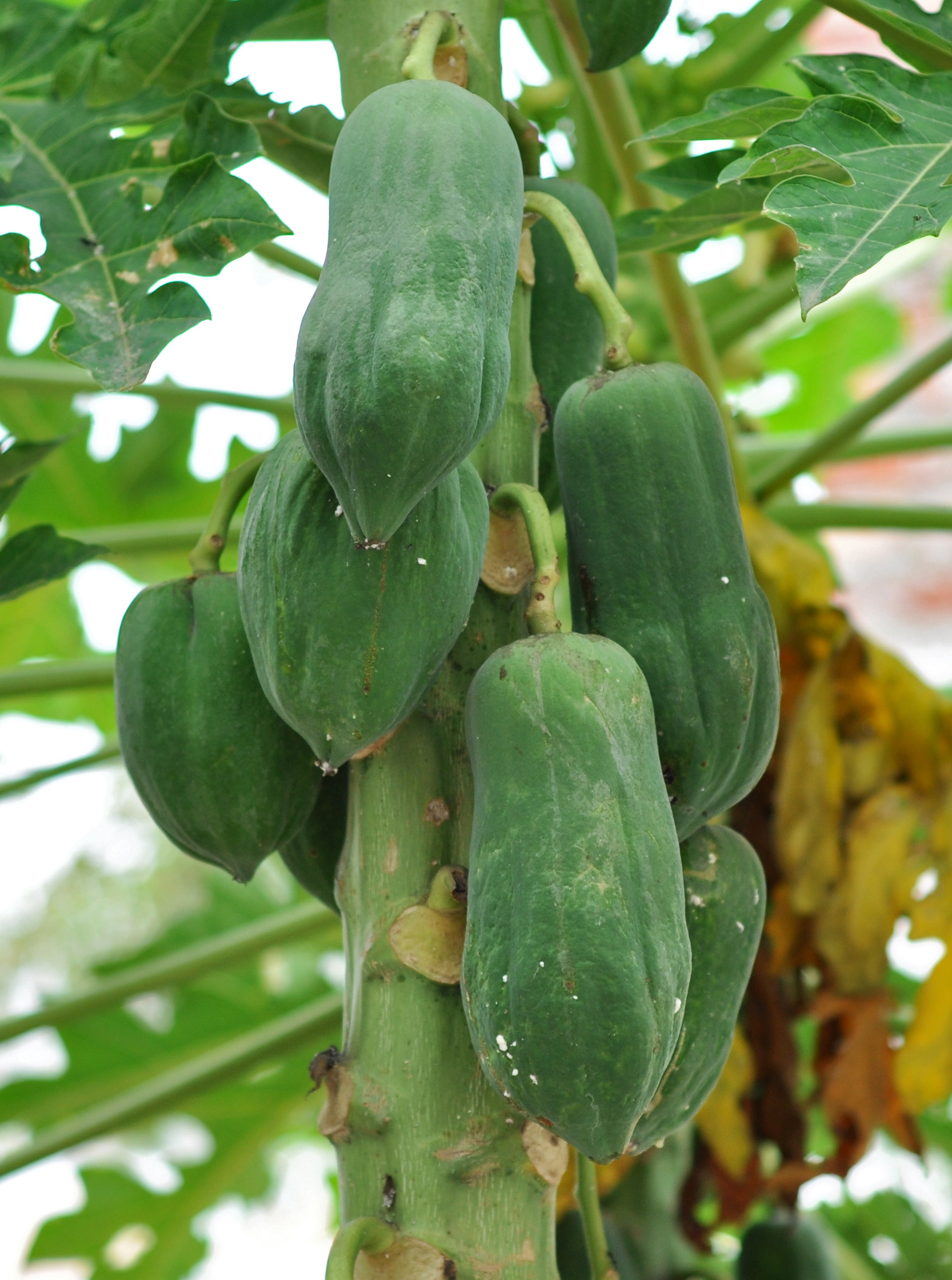 Mamoeiro com cacho de frutos verdes