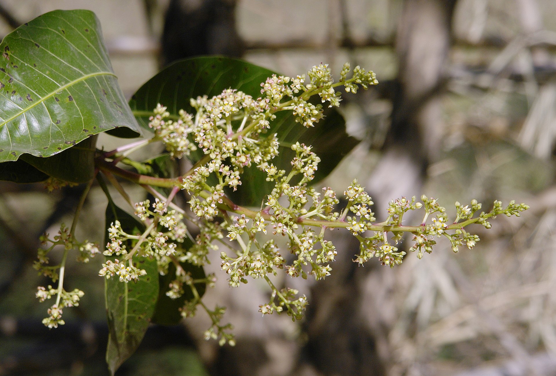 Panícula de flores de mangueira