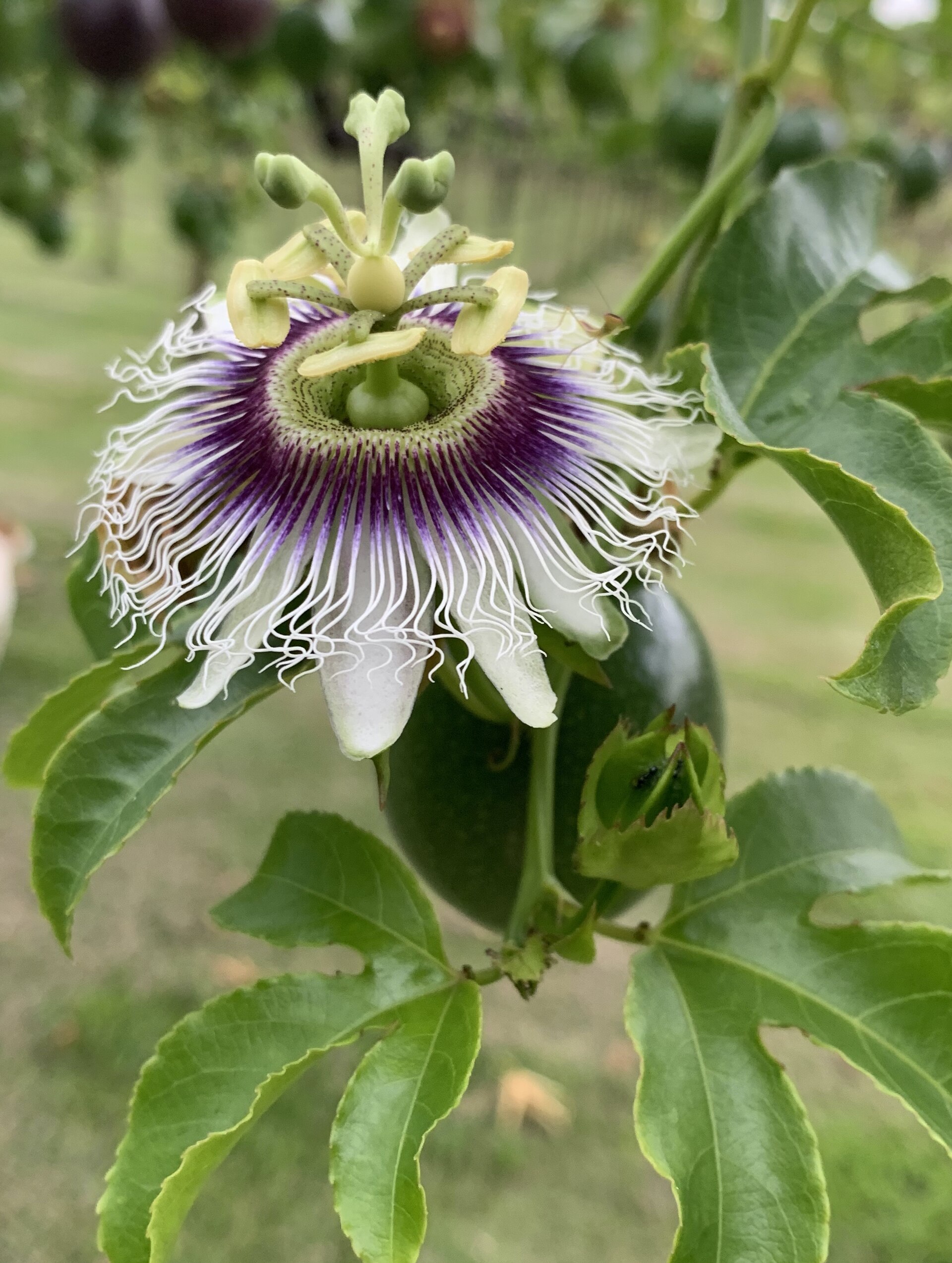 Flor de maracujá com fruto verde