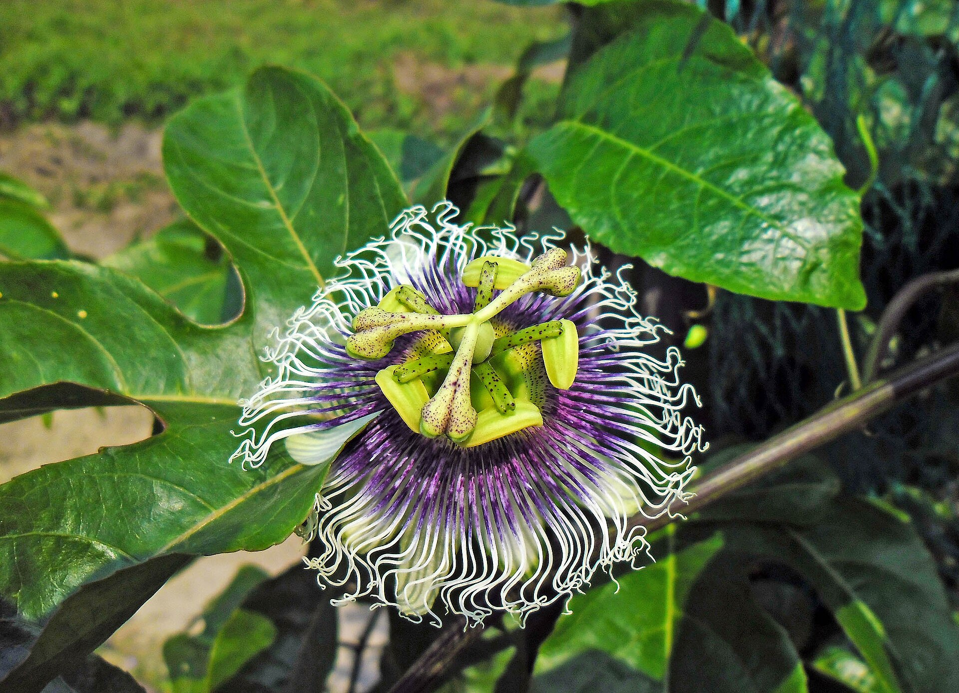 Flor do maracujazeiro